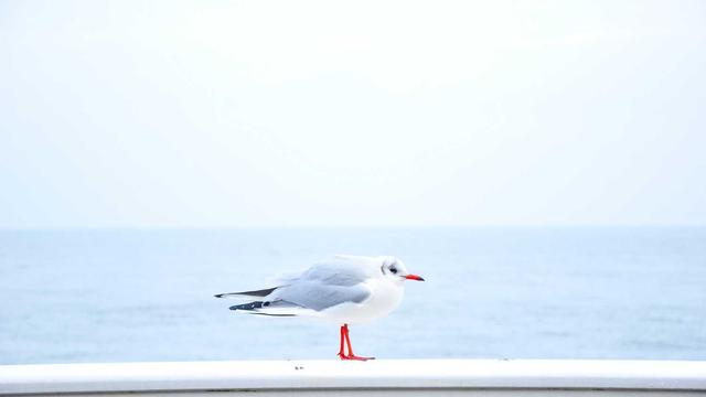 官方公告环境里的免备案主机实测记录与长期维护建议 039